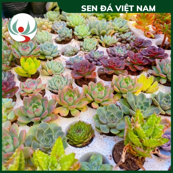 Sen Đá Size Vỉ Mini 3-5 cm Các Loại, Đã Thuần Khí Hậu, Đá Cam, Đá Nâu, Kim Cương, Phale, Sỏi Hồng, Hồng Mập