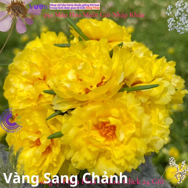 Hoa Mười Giờ Thái Kép Màu Mới - VÀNG SANG CHẢNH - Sáng Nổi Bật Tuyệt Đẹp