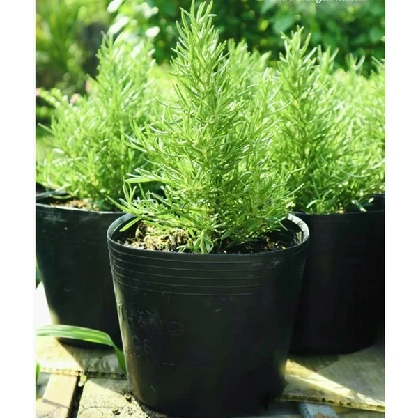 Chậu cây hương thảo (rosemary) đuổi muỗi hiệu quả