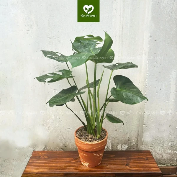 Cây Trầu Bà Lá Xẻ, cây Trầu Bà Nam Mỹ ( Monstera Deliciosa) chiều cao 50-70cm dòng cây kiểng lá dễ chăm sóc