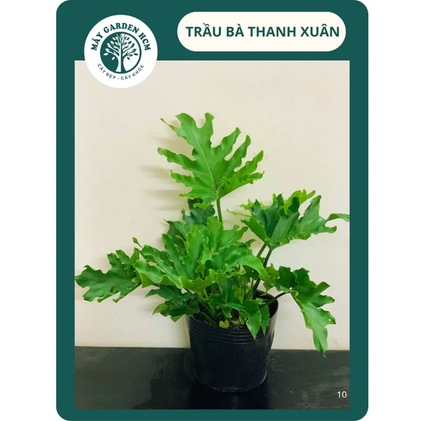 Cây Trầu Bà Thanh Xuân - Kiểng Lá Lá Xẻ Đẹp - Cây Cảnh Trang Trí Phòng Khách, Văn Phòng, Sân Vườn - Mây Garden HCM