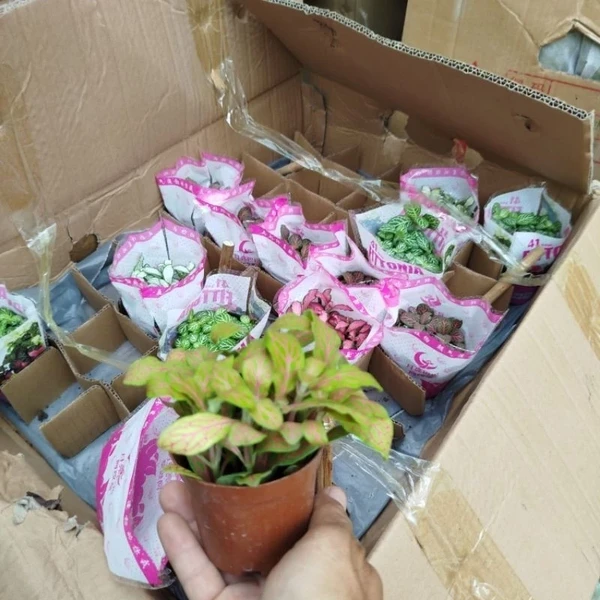 Cây Cẩm Nhung Lá May Mắn ( Fittonia )