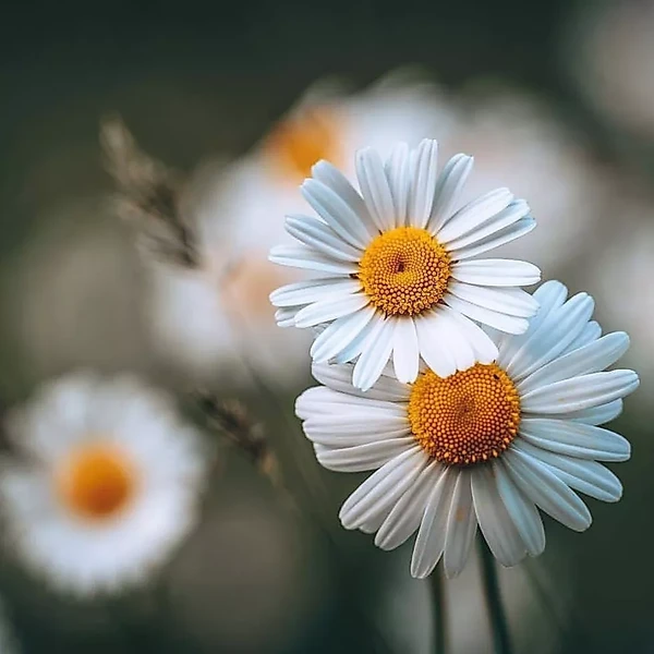 Hạt Giống Hoa Cúc Họa Mi Trắng Daisy Flower Seeds-1500 Hạt