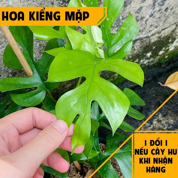 Cây Trầu Bà Lá Xẻ Leo - Monstera Leo-Kích thước giao động 60+ cm - Kiểng lá trang trí! Hoa Kiểng Mặp