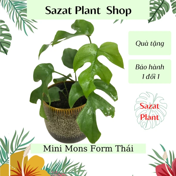 Cây Trầu Bà Lá Xẻ Form Lá Nhỏ (Mini Mons Form Thái), Cây kiểng lá Trồng Trong Nhà Lọc Không Khí, Sazat Plant