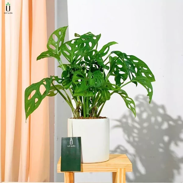 Cây Trầu Bà Lá Lỗ Kèm Chậu Sứ Để Bàn, Hình Dáng Lạ Mắt, Cây Kiểng Lá Trong Nhà Được Ưa Chuộng