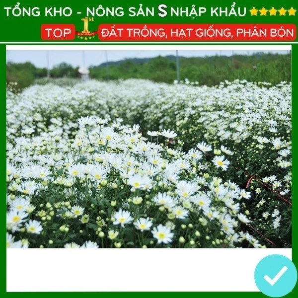 Hạt giống hoa cúc họa mi trắng dễ trồng F1 dễ chăm siêu bông hoa nở đẹp [300 hạt] - nongsans