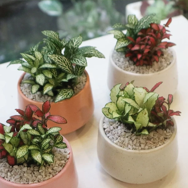 Chậu cây lá may mắn/ lá cẩm nhung/ Fittonia trong chậu tráng men dễ chăm sóc, làm quà tặng sinh nhật, tốt nghiệp, kỉ niệ