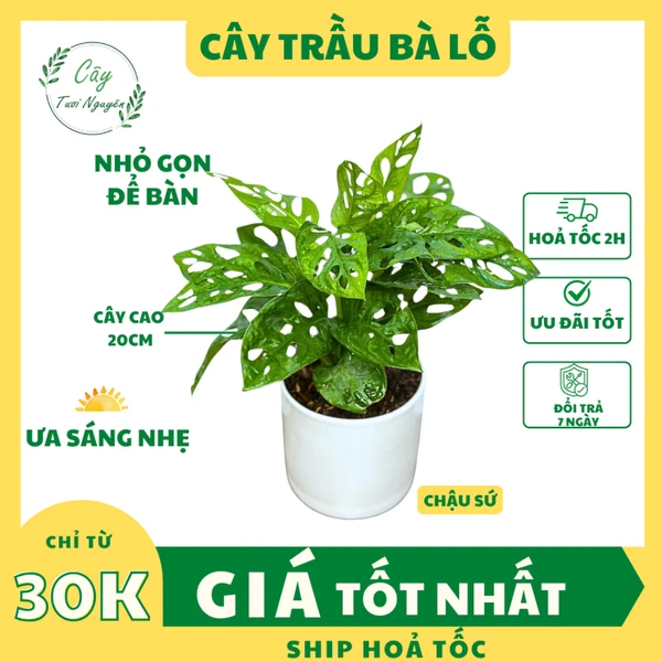 CÂY TRẦU BÀ LỖ, (cao 20cm), chậu gốm, kiểng lá mini để bàn Văn phòng đẹp, cây cảnh Trong nhà, Cây Tươi Nguyên
