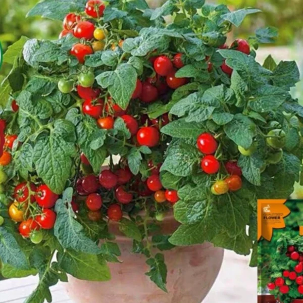 Cà Chua Bi Lùn Chịu Nhiệt – Hạt Giống F1, Quả Ngọt, Ăn Ngon, Dễ Chăm Sóc