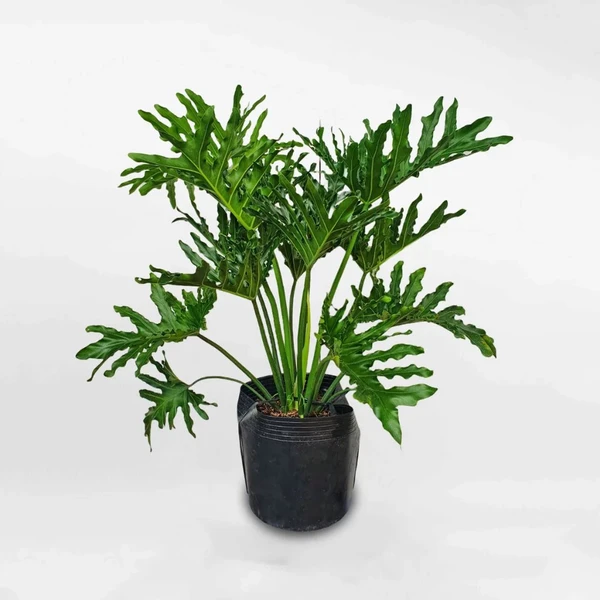 Cây trầu bà thanh xuân; trầu bà lá xẻ; cây kiểng lá;cây trang trí văn phòng;nội thất;cayvanphong