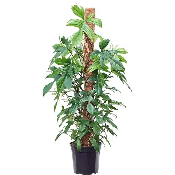 Cây én xanh (trầu bà cánh én)# cây kiểng lá# cây văn phòng#cayvanphong