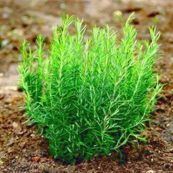 Hạt Giống Hương Thảo Rosemary (50 Hạt) - Dễ Trồng, Gia Vị Thơm, Đuổi Muỗi