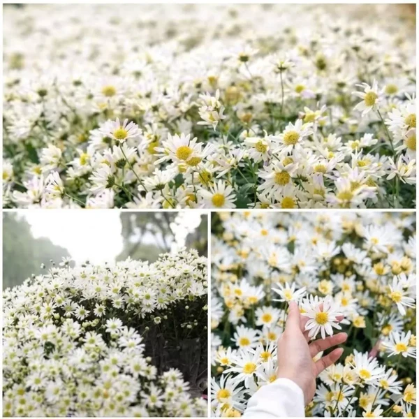 #NP 200 Hạt Giống Hoa Cúc Họa Mi Trắng – Hoa Cánh Đơn Nhụy Vàng Săn Đón Nhất, Dễ Trồng Quanh Năm