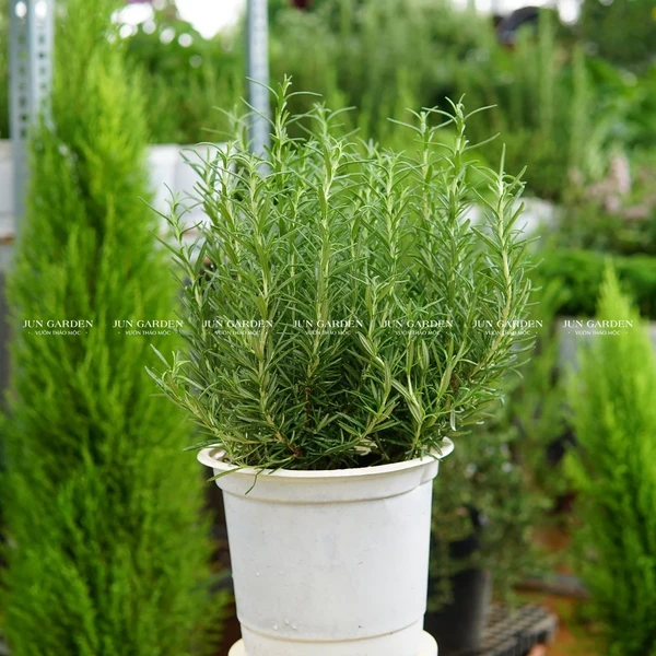 Chậu Trắng Sẵn - 2-3 Gốc Cây Hương Thảo Rosemary Khoẻ, Dễ Trồng, Đuổi Muỗi, Làm Gia Vị - Jun Garden