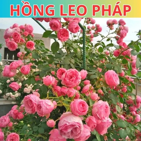 Hạt giống hoa Hồng Leo Pháp đủ màu (Tặng phân bón), hoa nở quanh năm