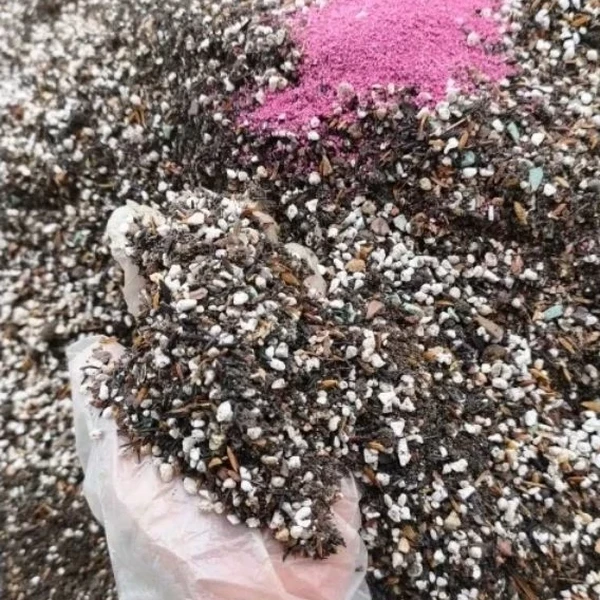 1KG Giá thể trồng sen, đá xương rồng xứ nóng (vườn đang trồng sen đá, xương rồng full mưa nắng)