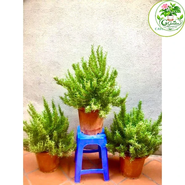 Cây hương thảo size đại (ảnh thât) -rosemary - cây gia vị với hương thơm dịu nhẹ, vừa đuổi muỗi lại giúp thư giãn