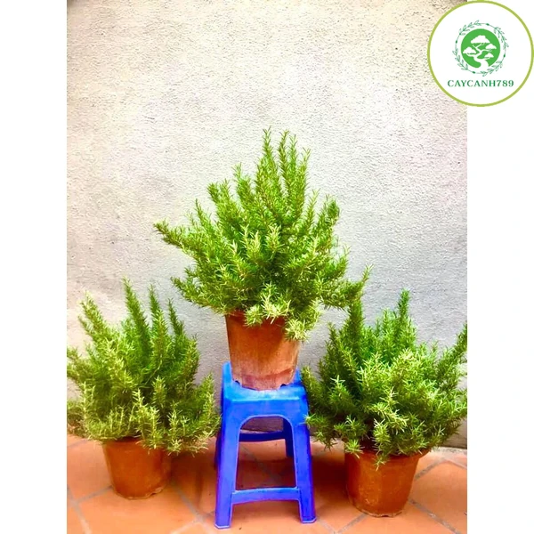 Cây hương thảo size đại (ảnh thât) -rosemary - cây gia vị với hương thơm dịu nhẹ, vừa đuổi muỗi lại giúp thư giãn