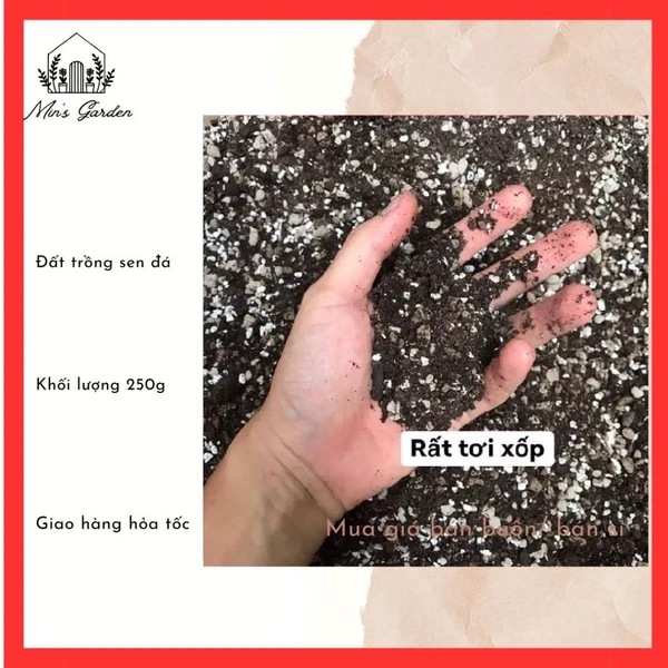 Đất trồng sen đá, xương rồng trộn sẵn 250g 🔥Vuờn của Min🔥 siêu phẩm trồng sen đá, xương rồng
