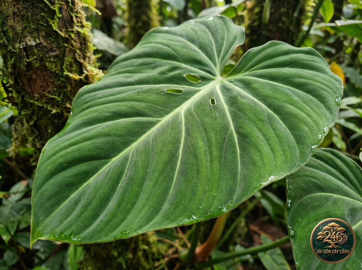Ảnh chi tiết Trầu bà lá tim lớn Philodendron pastazanum: đặc điểm nhận diện hình thái học lá và thân