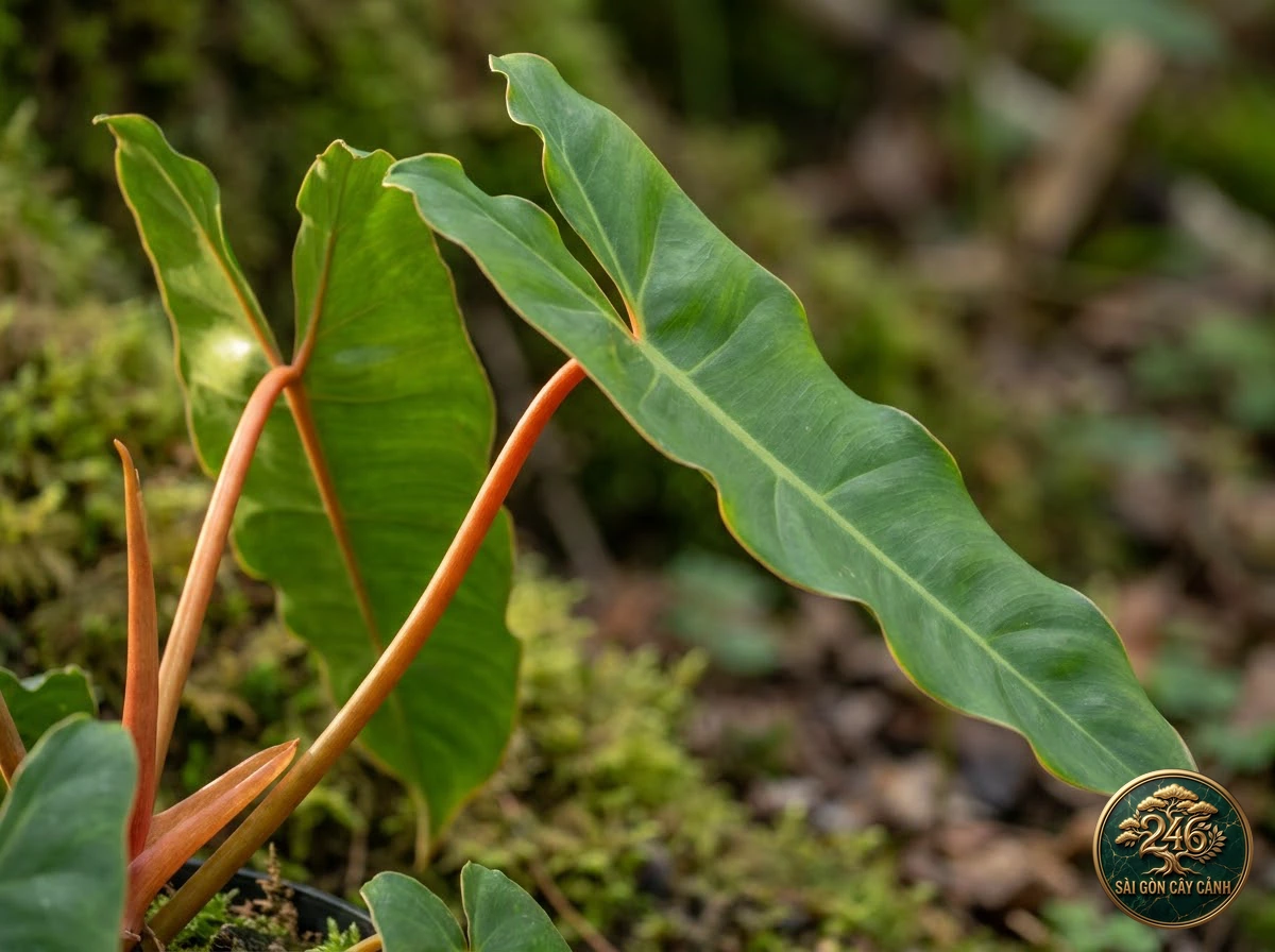 Ảnh chi tiết Trầu bà cuống cam Philodendron billietiae: đặc điểm nhận diện hình thái học lá và thân