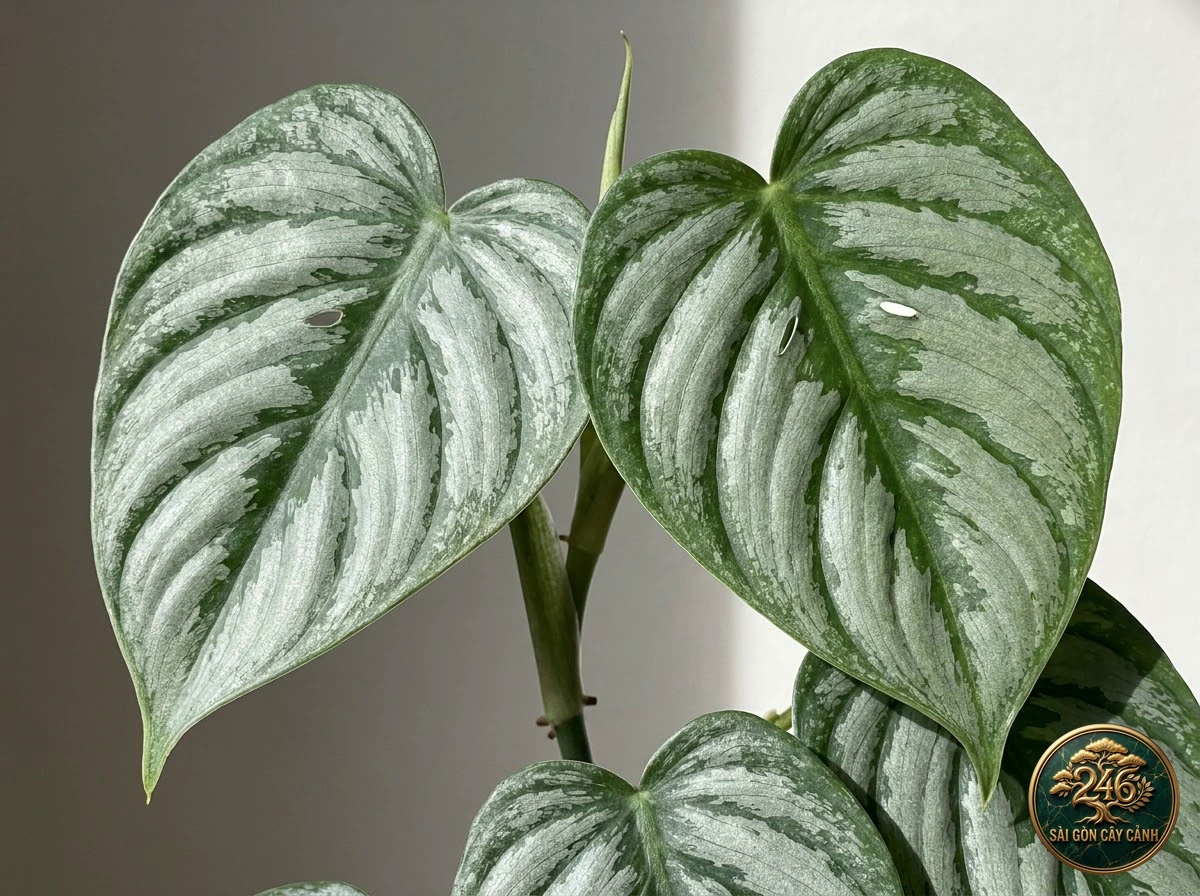 Ảnh chi tiết Trầu bà vảy bạc Philodendron brandtianum: đặc điểm nhận diện hình thái học lá và thân