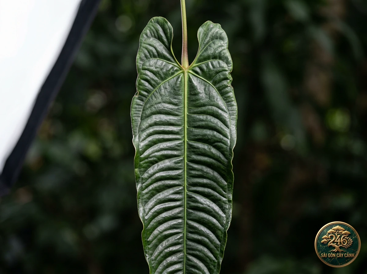 Ảnh chi tiết Hồng môn vua Anthurium veitchii: phiến lá rủ dài gợn sóng lượn nếp điêu khắc