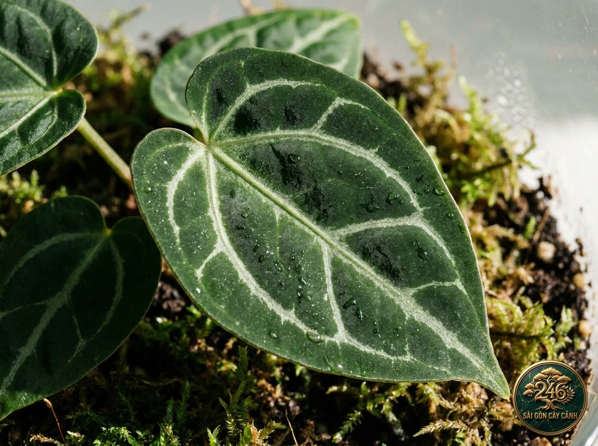 Ảnh chi tiết Hồng môn lá khép Anthurium forgetii: đặc điểm nhận diện hình thái học lá và thân