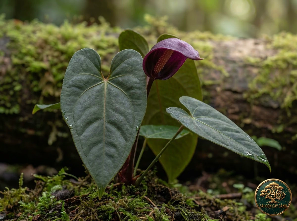 Ảnh chi tiết Hồng môn lá khổng lồ Anthurium faustomirandae: đặc điểm nhận diện hình thái học lá và thân