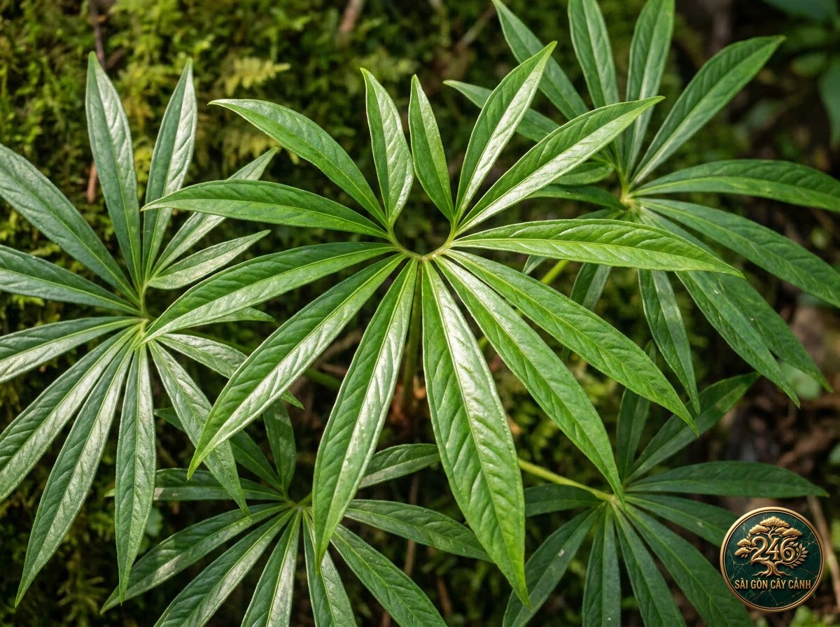 Ảnh chi tiết Hồng môn lá cọ Anthurium polyschistum: đặc điểm nhận diện hình thái học lá và thân