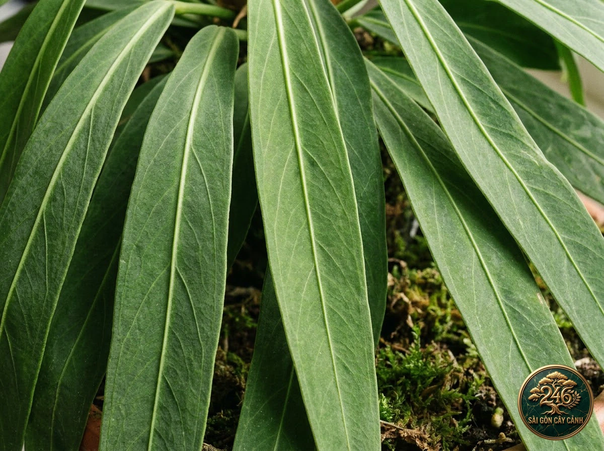 Ảnh chi tiết Hồng môn dây dải Anthurium vittariifolium: đặc điểm nhận diện hình thái học lá và thân