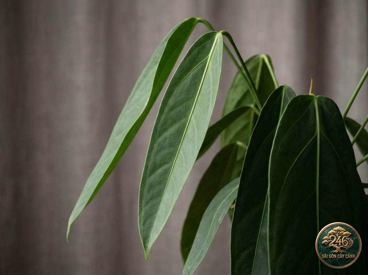 Ảnh chi tiết Hồng môn lá rủ Anthurium pendulifolium: đặc điểm nhận diện hình thái học lá và thân