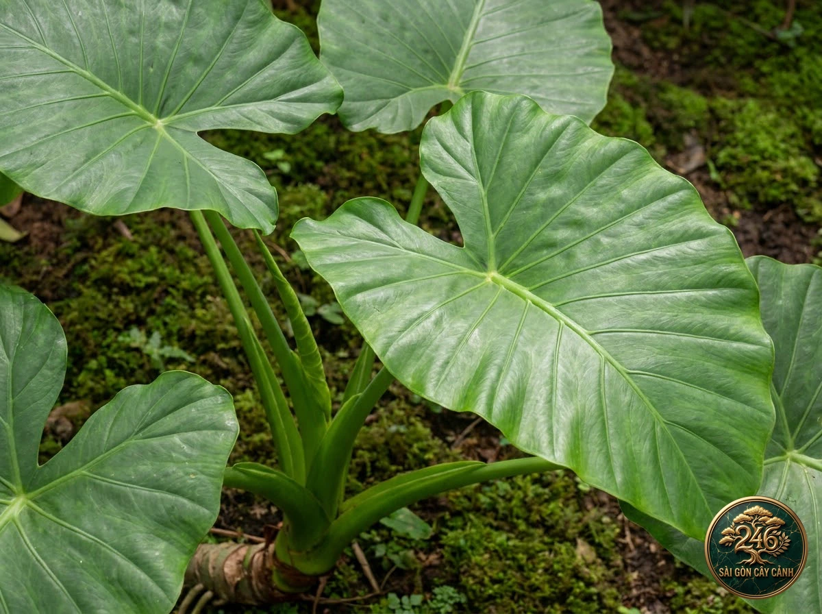Ảnh chi tiết Ráy voi khổng lồ Alocasia macrorrhizos: đặc điểm nhận diện hình thái học lá và thân