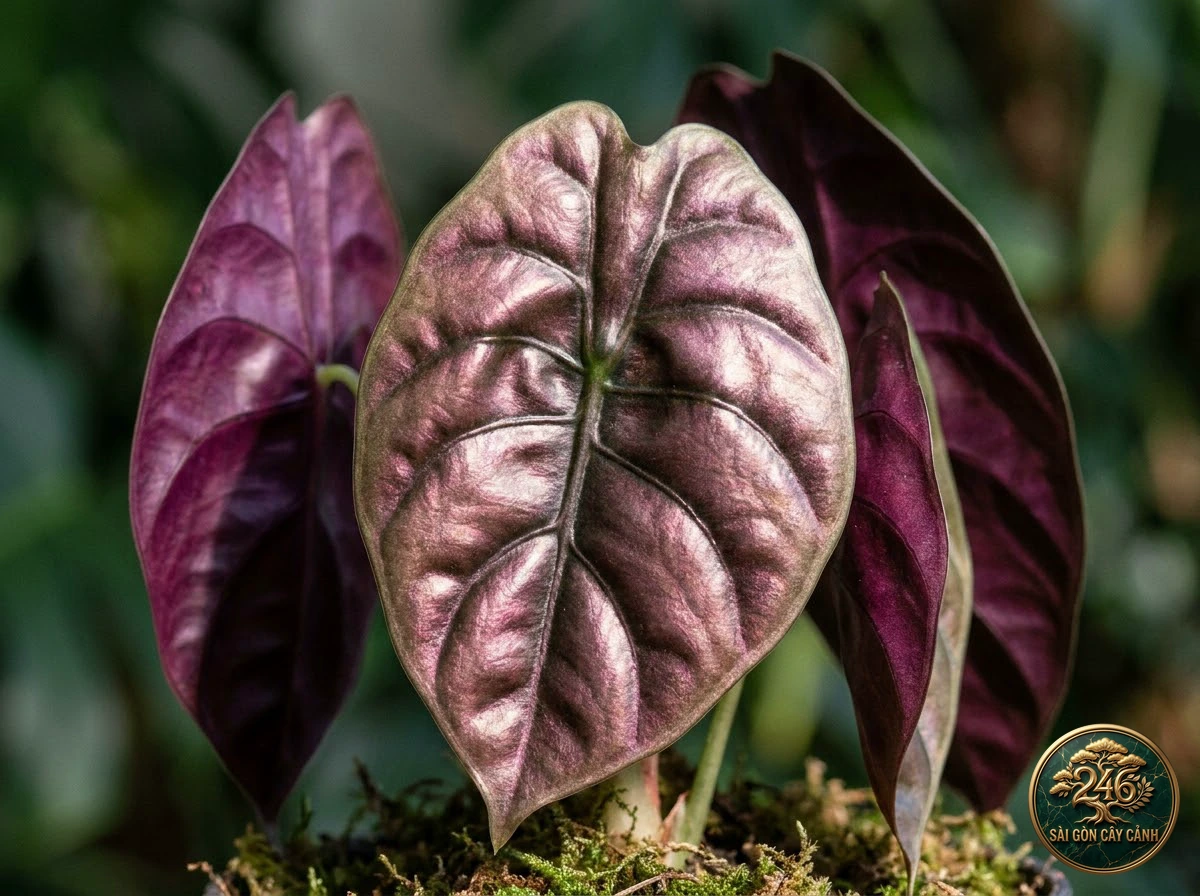 Ảnh chi tiết Ráy đồng ánh kim Alocasia cuprea: đặc điểm nhận diện hình thái học lá và thân