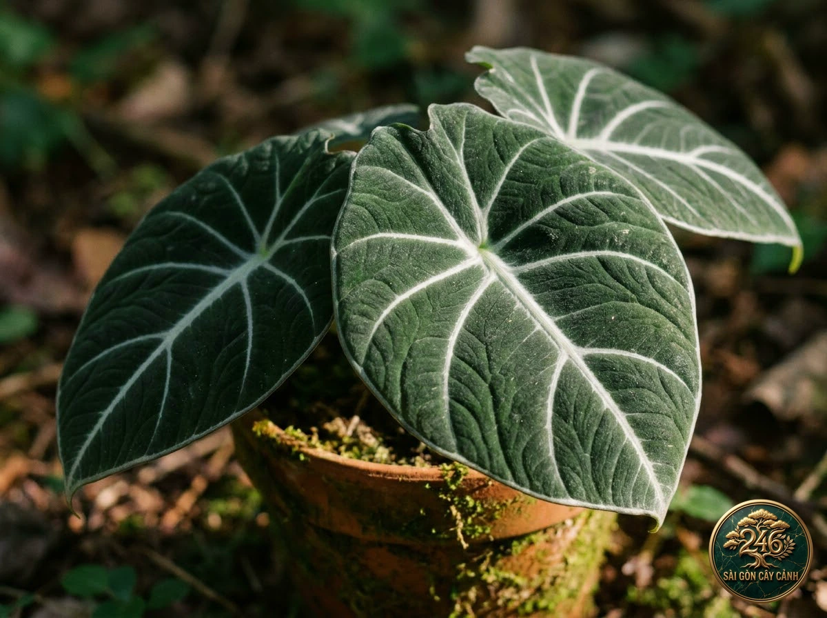 Ảnh chi tiết Ráy nhung đen Alocasia reginula: đặc điểm nhận diện hình thái học lá và thân