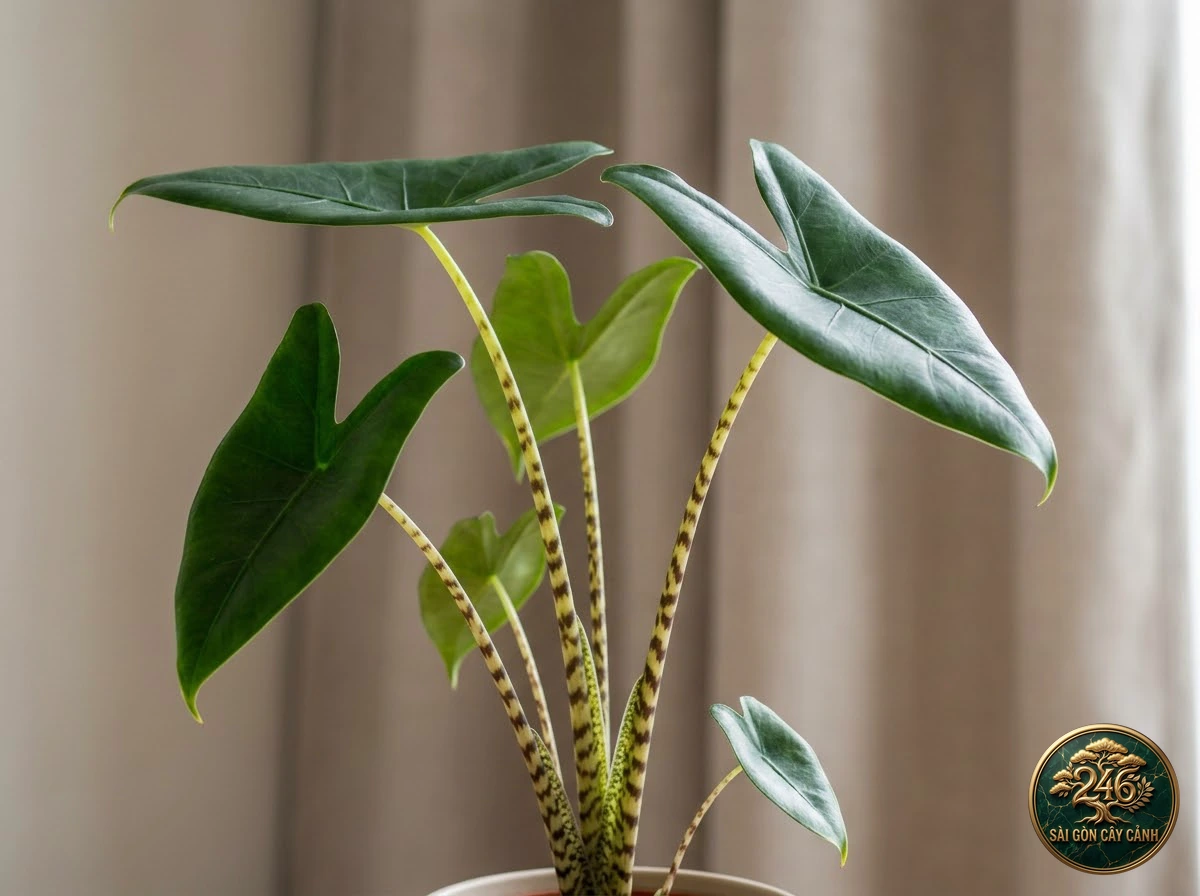 Ảnh chi tiết Ráy cuống vằn Alocasia zebrina: đặc điểm nhận diện hình thái học lá và thân