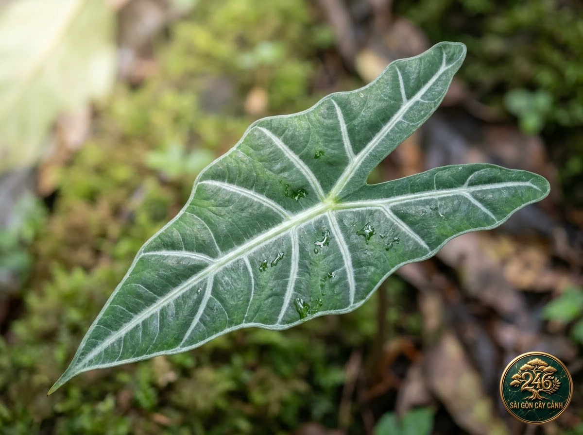 Ảnh chi tiết Ráy tai voi mũi tên Alocasia longiloba: đặc điểm nhận diện hình thái học lá và thân