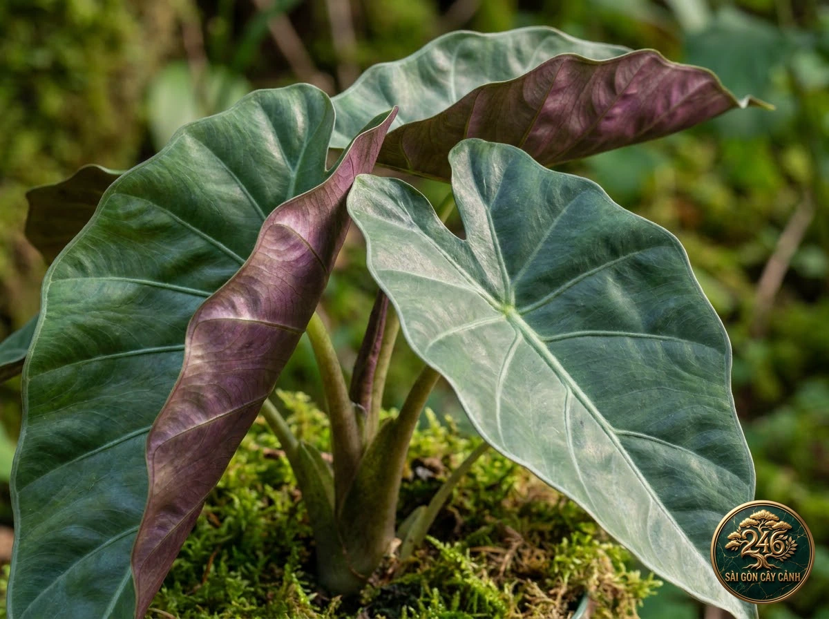 Ảnh chi tiết Ráy mặt dưới tím Alocasia wentii: đặc điểm nhận diện hình thái học lá và thân