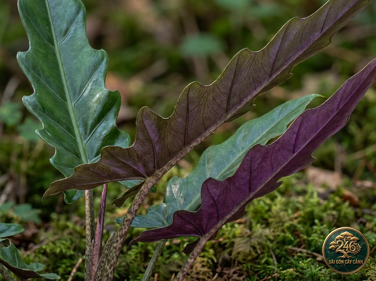 Ảnh chi tiết Ráy lá kiếm mép sóng Alocasia lauterbachiana: đặc điểm nhận diện hình thái học lá và thân