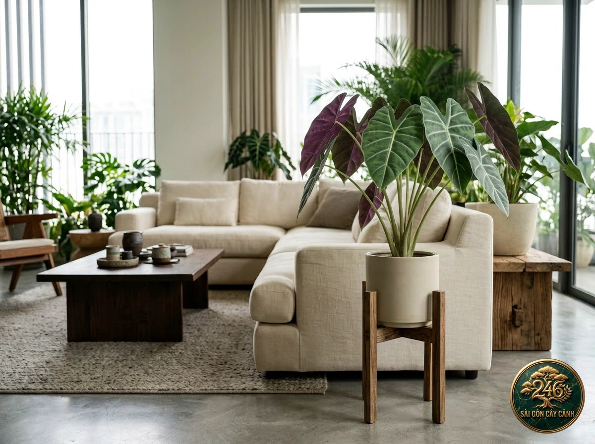 Interior living-space placement of Reversed-pattern alocasia (Alocasia reversa)