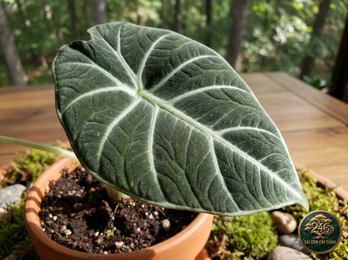 Ảnh chi tiết Ráy bạc lòng xanh Alocasia reversa: đặc điểm nhận diện hình thái học lá và thân
