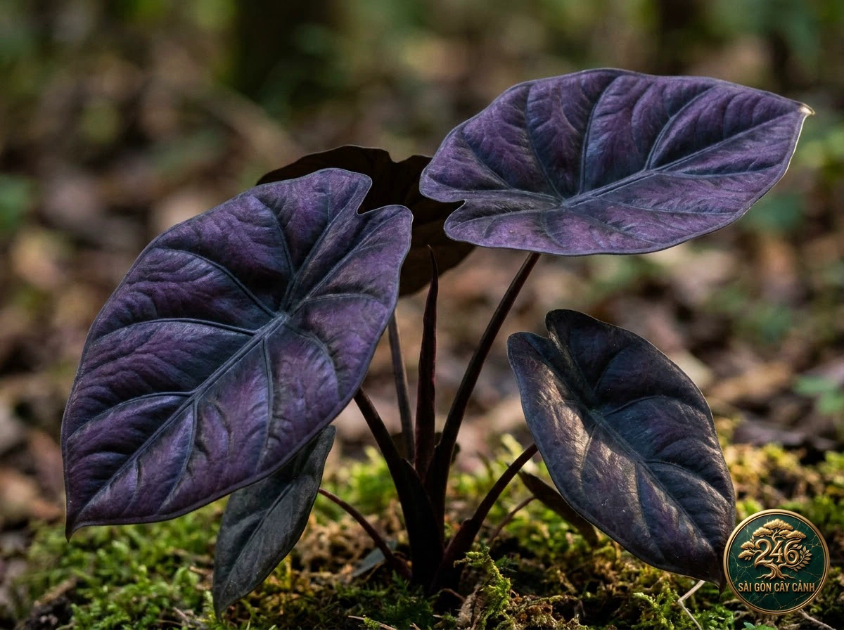 Ảnh chi tiết Ráy nhung đen địa ngục Alocasia infernalis: đặc điểm nhận diện hình thái học lá và thân