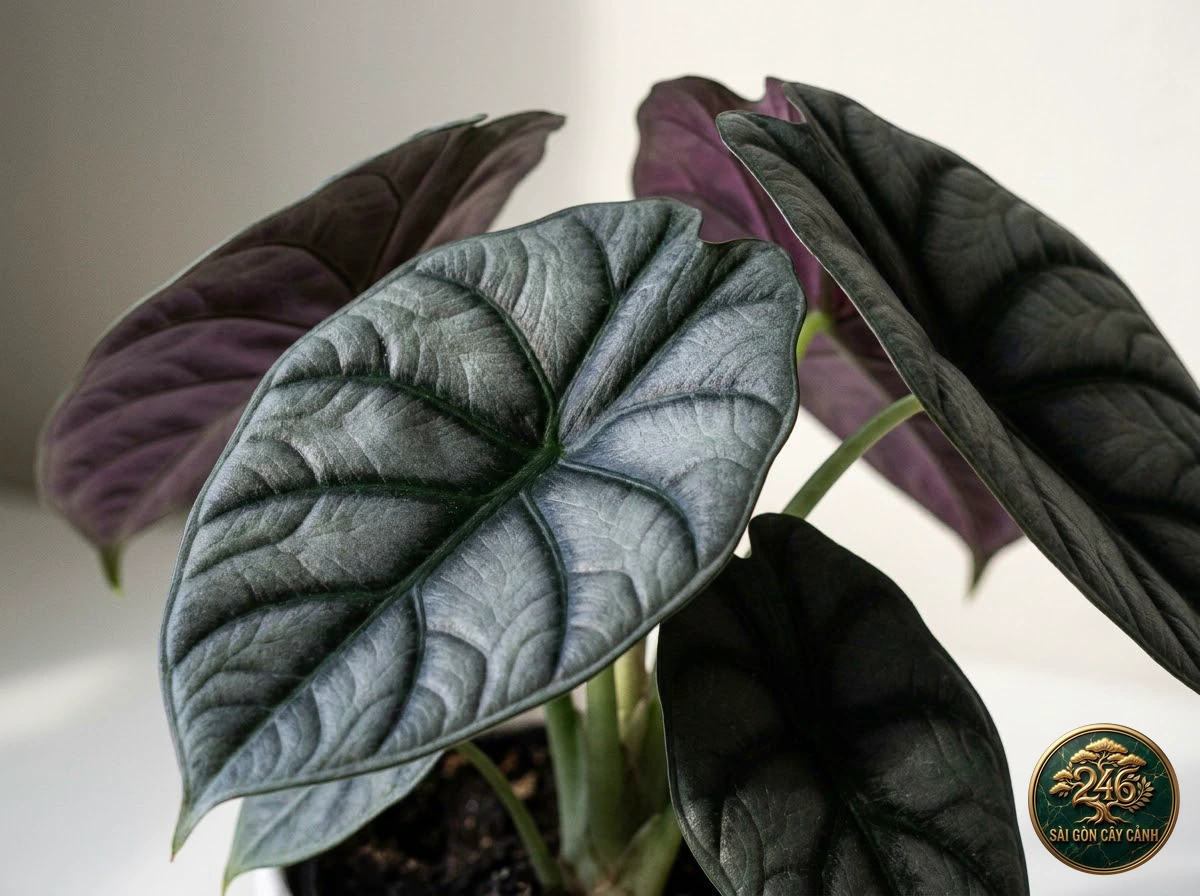Ảnh chi tiết Ráy sương mù bạc Alocasia nebula: đặc điểm nhận diện hình thái học lá và thân