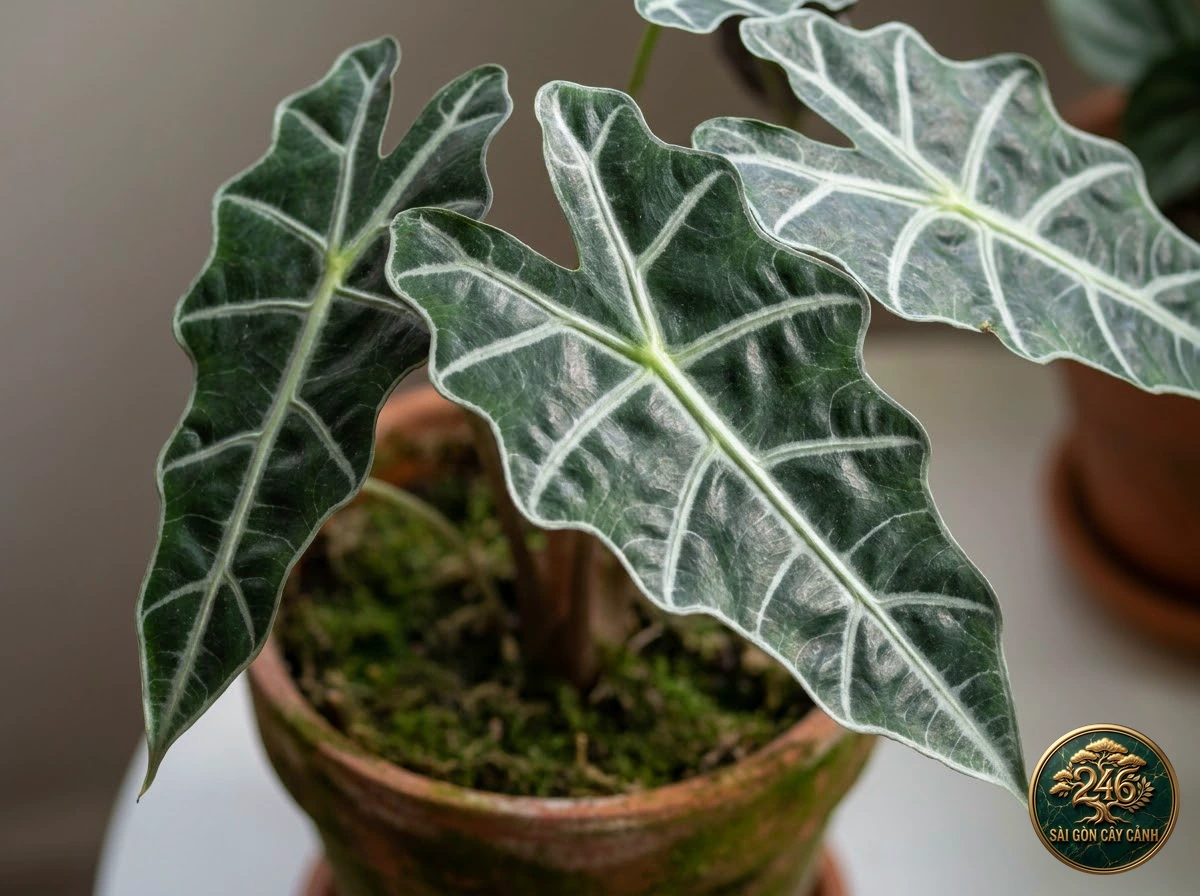 Ảnh chi tiết Ráy lá kris Alocasia sanderiana: đặc điểm nhận diện hình thái học lá và thân