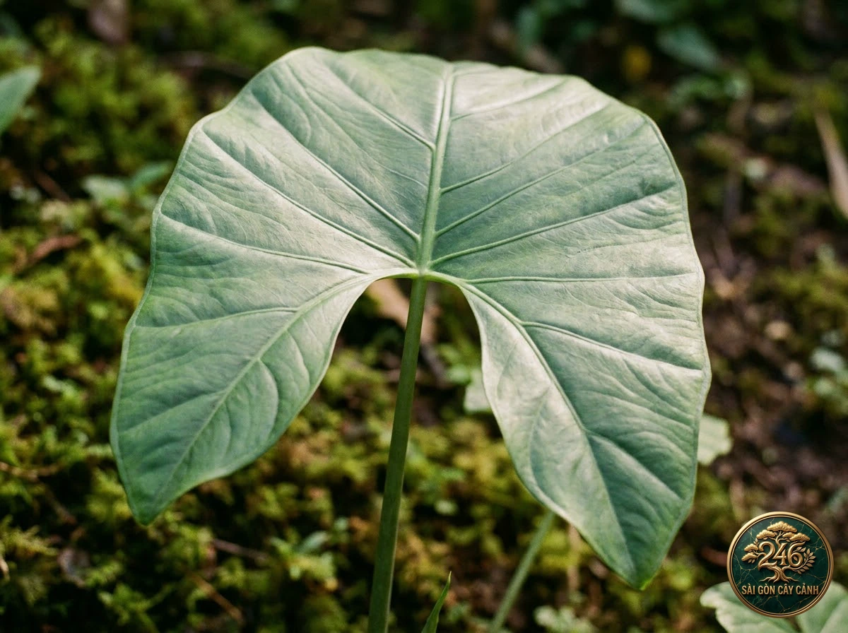 Ảnh chi tiết Ráy vòm hoa Alocasia fornicata: đặc điểm nhận diện hình thái học lá và thân