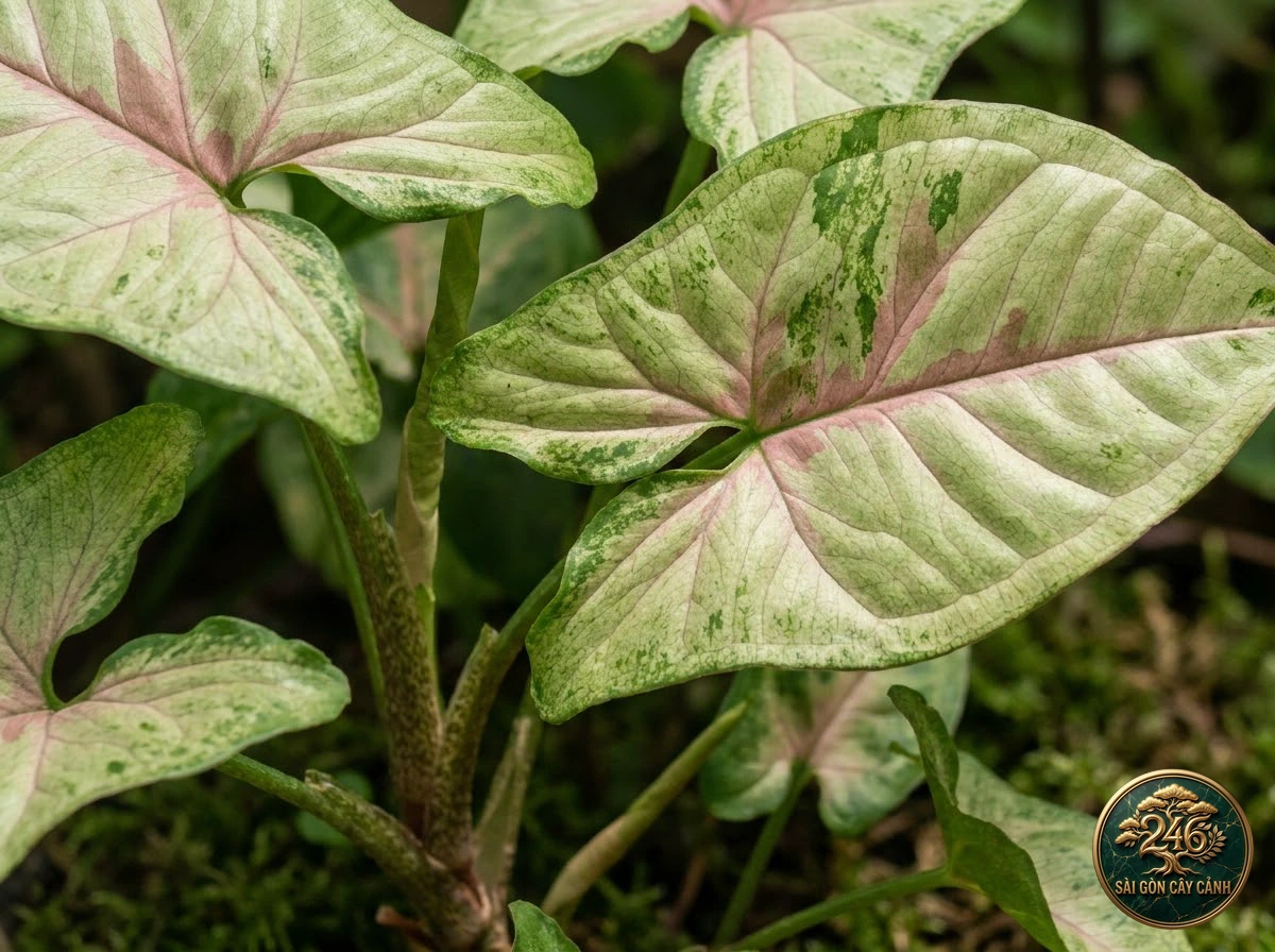 Botanical identification detail of Arrowhead vine (Syngonium podophyllum): morphological foliage and stem characteristics