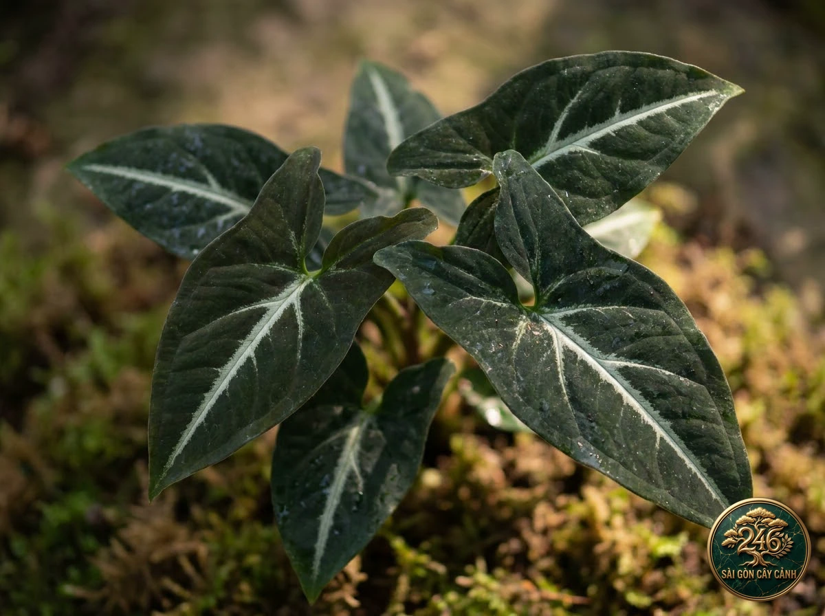 Ảnh chi tiết Tróc bạc nhung sọc bạc Syngonium wendlandii: đặc điểm nhận diện hình thái học lá và thân