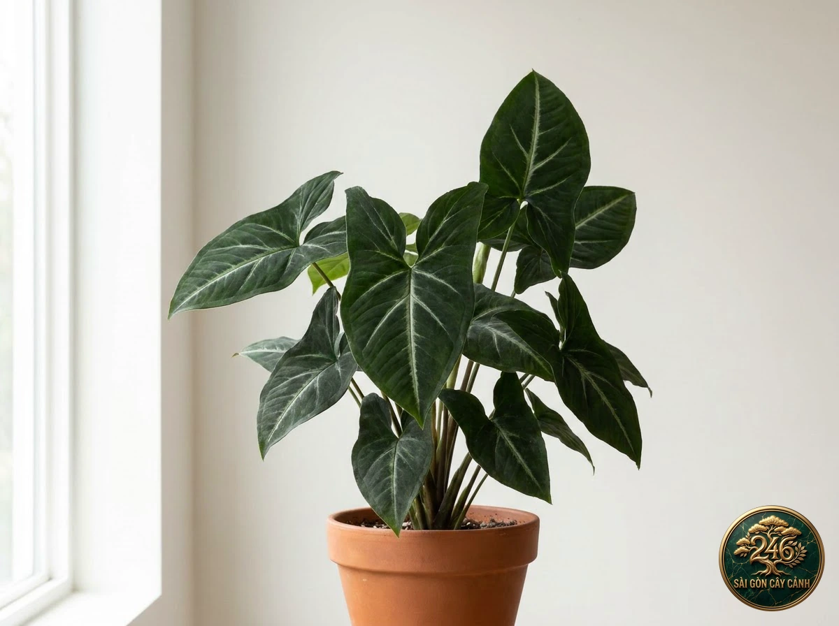 Ảnh chi tiết Tróc bạc nhung đen nhỏ Syngonium rayi: đặc điểm nhận diện hình thái học lá và thân