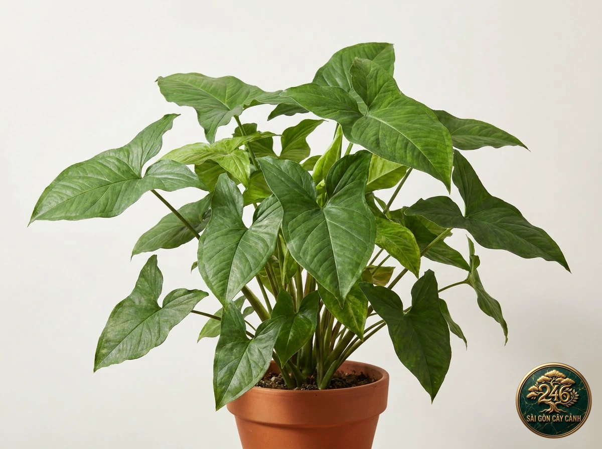 Ảnh chi tiết Tróc bạc ba thùy tai Syngonium auritum: đặc điểm nhận diện hình thái học lá và thân